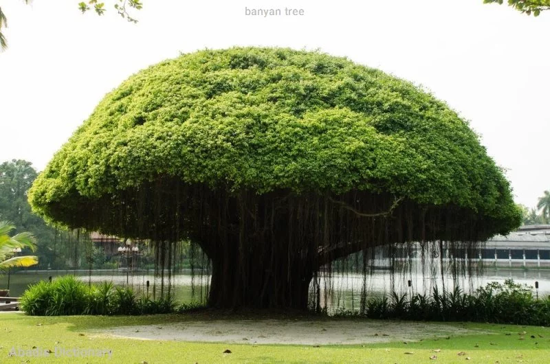 banyan tree